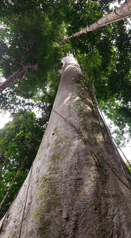 Tropische boom van meer dan 400 jaar